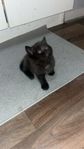 kattunge