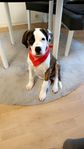 doggo argentino / Afrikansk mastiff