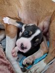 suuper söta amstaff valpar lev. klar v.26