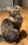Katt