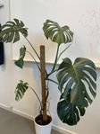 Stor monstera