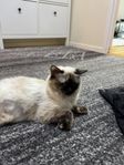 katt