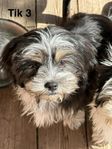 Blandras valpar Shihtzu / tibetansk spaniel 