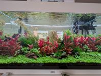 akvarium växter