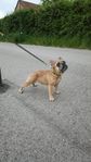 Fransk buldog
