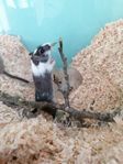 Gerbil, Gerbilhona snart 2 år