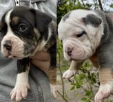 Valpar Olde English Bulldog