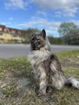 Maine Coon 