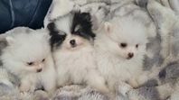 Pomeranian valpar reg SKK
