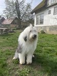 Vår Old English Sheepdog tik söker nytt hem