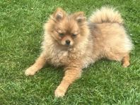 Pomeranian 