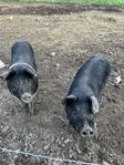 duroc grisar 