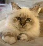 Helig Birma ungkatt