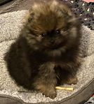 Pomeranian, renrasig