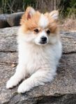 Mittelspitz mix valpar