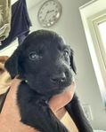 Flatcoated retriever valpar 