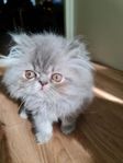 perser kattunge (renras)