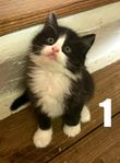 Barnvana kattungar - leveransklara juni