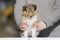 shetland sheepdog hanvalp