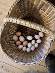 ägg för kläck