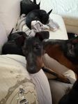 Manchester terrier 