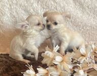 Renrasiga chihuahua valpar