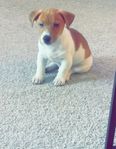 Jack Russell Hane Valp