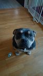 American bully pocket