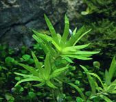 Akvarieväxter