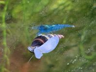 Räkor blå neocaridina