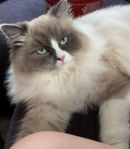 Ragdoll Hona