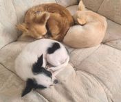Chihuahua omplacering
