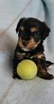Yorkshireterrier / Biewer valp hane.