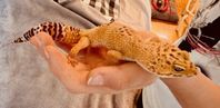 Leopardgecko 2st ink bur och tillbehör