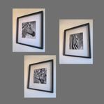 3 stilrena zebratavlor - svartvitt motiv (52x52 cm)