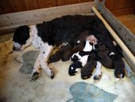 portugisisk vattenhunds valpar