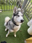 siberien husky
