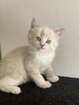 Ragdoll kattungar (alla tingade)