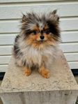 Pomeranian 