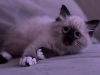 Busig Ragdoll 