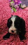Cockerlier/Maltipoo 