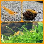 Sunburst neocaridina 