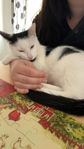 Katt söker sitt föralltid hem
