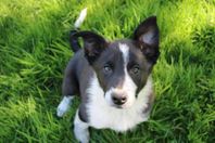 bordercollie valp 