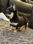 Pomchi / Pomeranian valpar