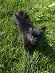Pomchi / Pomeranian valpar