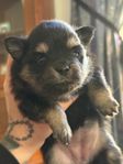 Pomchi / Pomeranian valpar