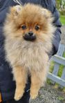 Pomeranian hanvalp
