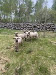 Shropshire får tackor. 4 st