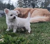 Chihuahua valpar 